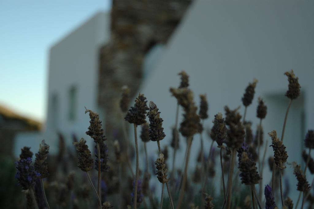 St George Antiparos Apartments And Studios Agios Georgios  Dış mekan fotoğraf